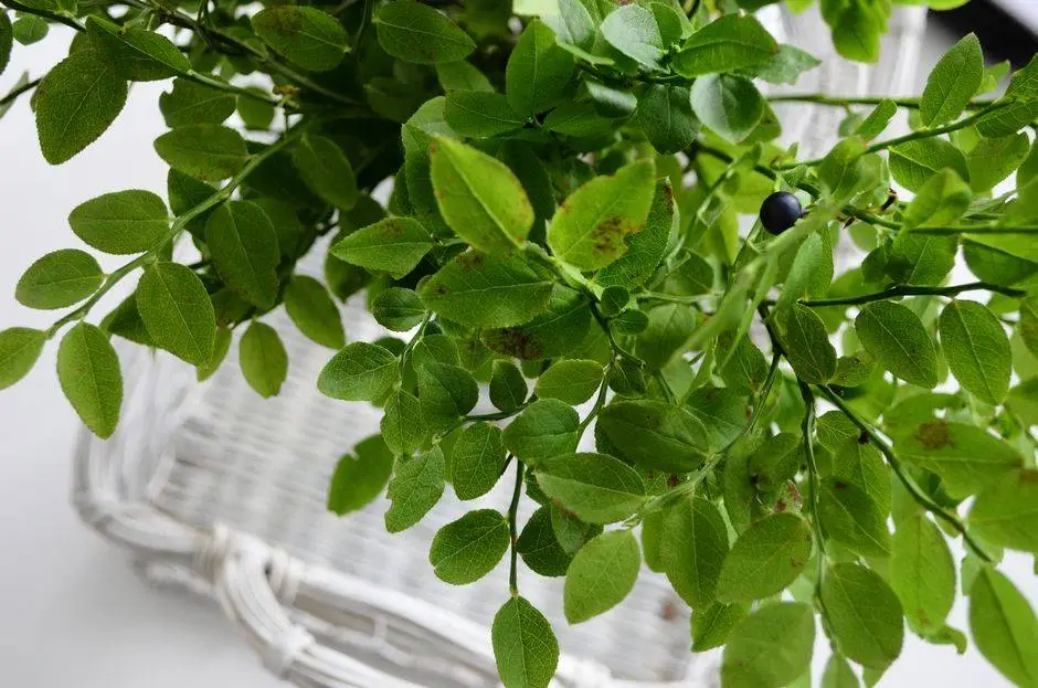 Close-up of vibrant green blueberry leaves with a single berry in a wicker basket, showcasing nature's freshness.