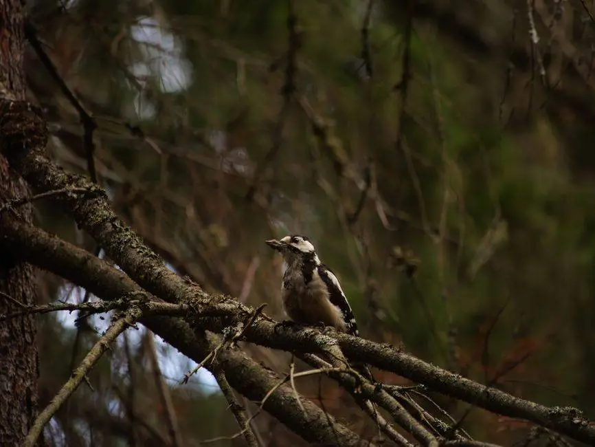 A Great Spotted Woodpecker perched on a moss-covered branch in a forest setting.