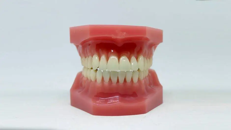 Detailed dental model showcasing teeth alignment used in dentistry education and orthodontics.